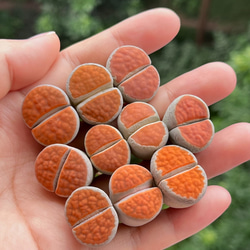 新入荷 高級苗 日本初登場 多肉植物 エケベリア 無尽灯 むじん‐とう