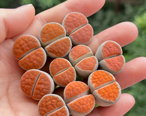 多肉植物 リトープス アイスオレンジ 親株 抜き苗 1株 多肉植物 愛