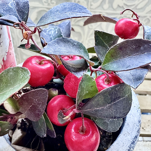 ビッグベリー ゴーチェリア チェッカーベリー 苗 寄せ植え 実が大きめ