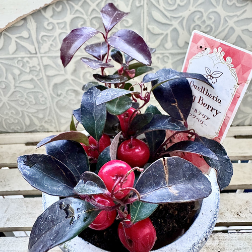 ビッグベリー ゴーチェリア チェッカーベリー 苗 寄せ植え 実が大きめ