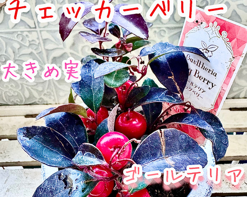 9de77edc7b668eb963be6e29f11da1