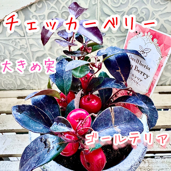 Kaya❤️ヘリコニアリーフ、ムーンカービング　14kgfチャーム Kaya様専用❤️ヘリコニアリーフ、ムーンカービング 14kgfチャーム