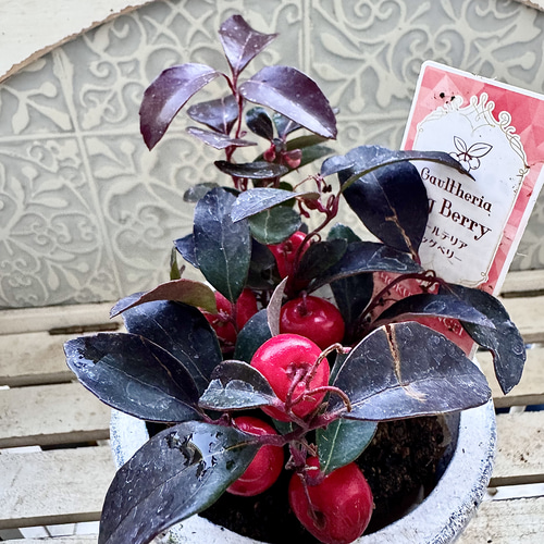 ビッグベリー ゴーチェリア チェッカーベリー 苗 寄せ植え 実が大きめ