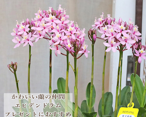 訳あり値引き 現品販売 鉢花 洋蘭 エピデンドラム ナラティーバ ゲンジ