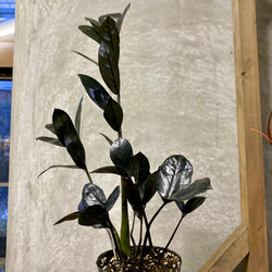 観葉植物　ザミオクルカス　レイヴン 5枚目の画像