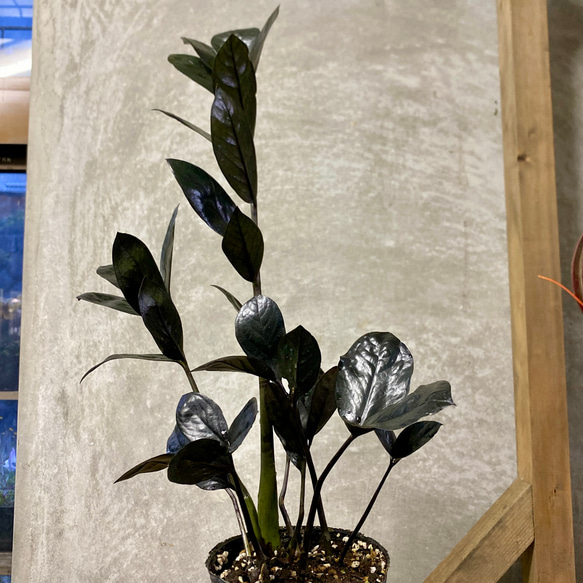 観葉植物　ザミオクルカス　レイヴン 5枚目の画像