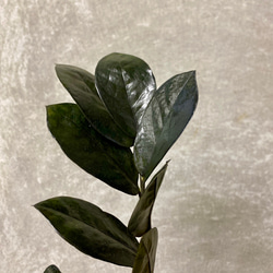 観葉植物　ザミオクルカス　レイヴン 2枚目の画像