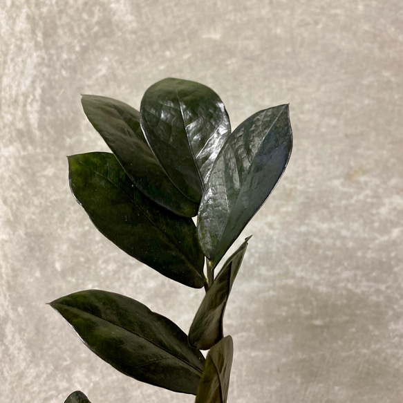 観葉植物　ザミオクルカス　レイヴン 2枚目の画像