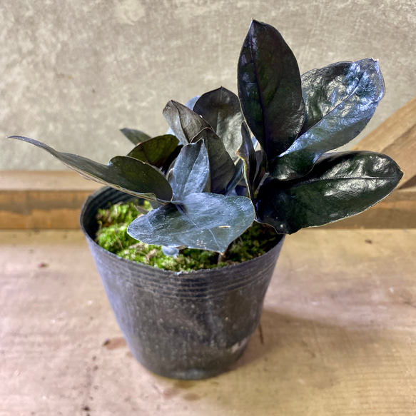 観葉植物　ザミオクルカス　レイヴン 1枚目の画像