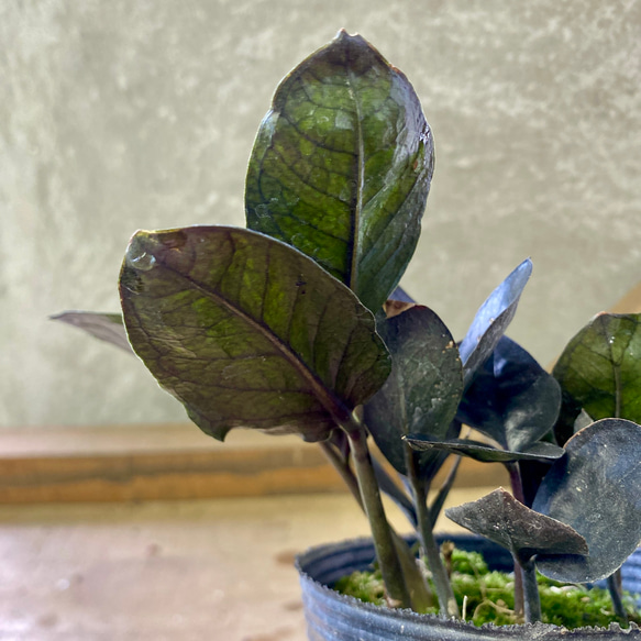 観葉植物　ザミオクルカス　レイヴン 3枚目の画像