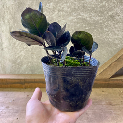 観葉植物　ザミオクルカス　レイヴン 6枚目の画像
