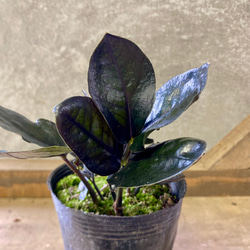 観葉植物　ザミオクルカス　レイヴン 4枚目の画像
