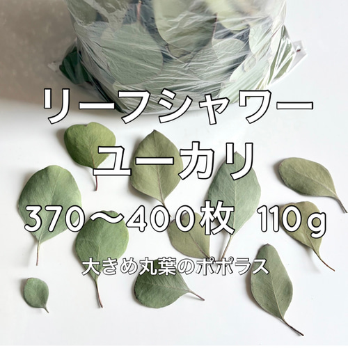 ユーカリポポラス　650枚　 リーフシャワーに お得】ユーカリ リーフシャワー 370～400枚 110g ＊ 大きめ丸葉の