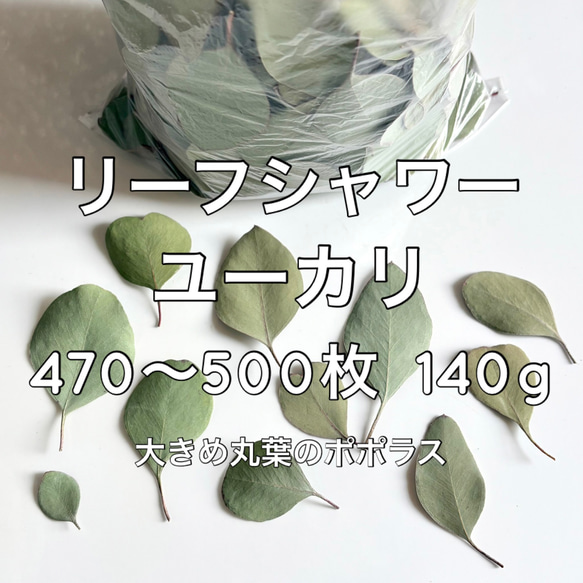 お得】ユーカリ リーフシャワー 470～500枚 140g ＊ 大きめ丸葉の