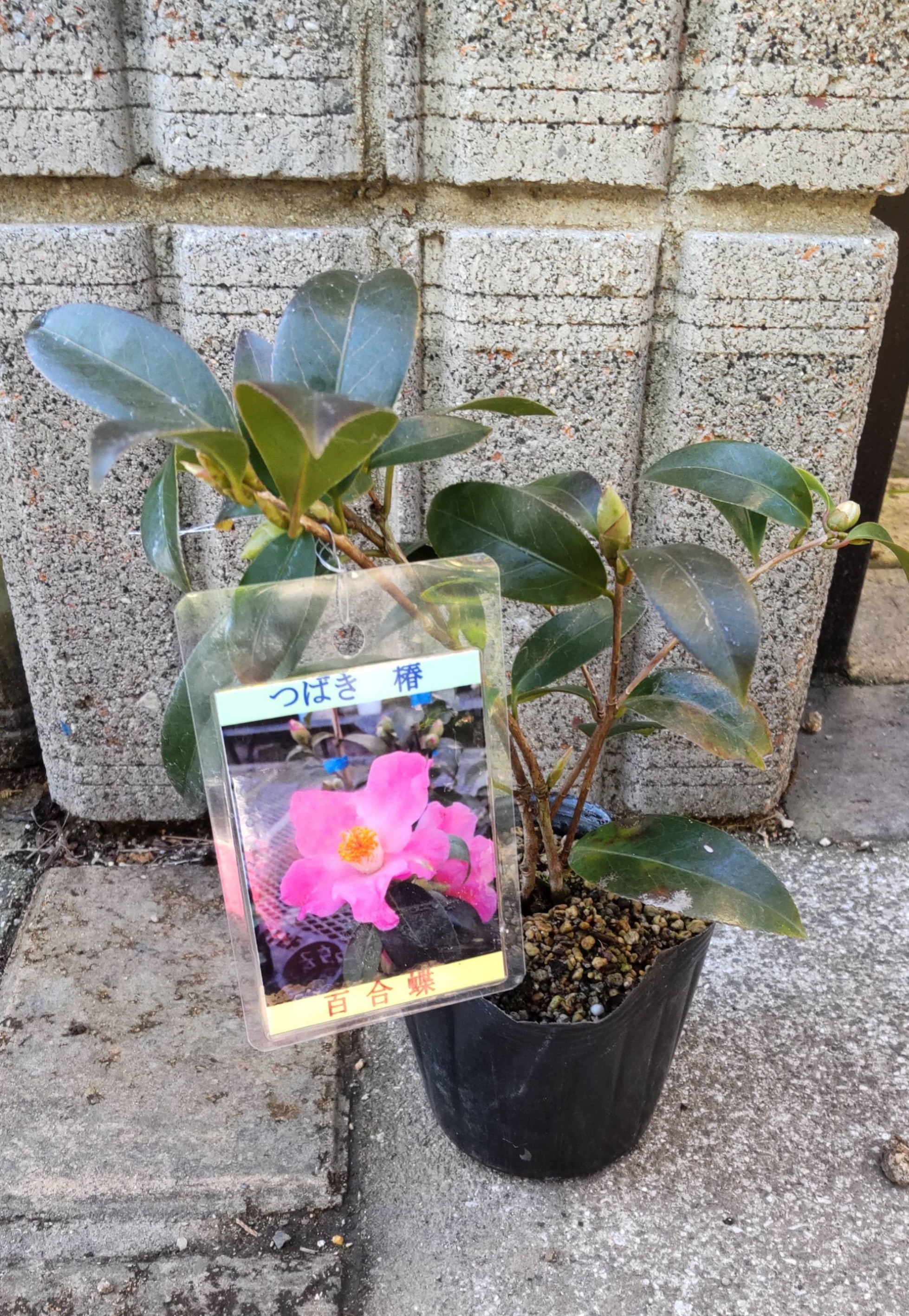 椿【百合蝶  苗】百合咲きの逸品  在庫僅か