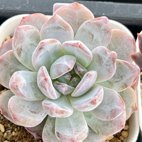 モンロー錦 葉挿し モンロー錦 葉挿しっ子③ 観葉植物