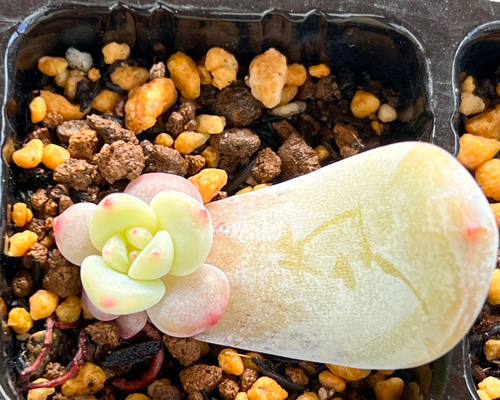 オレンジモンロー＊葉挿し＊多肉植物 多肉植物 ＊N＊ 通販 18657151