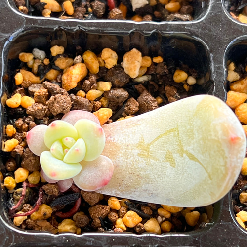多肉植物 モンロー錦♡希少葉挿し