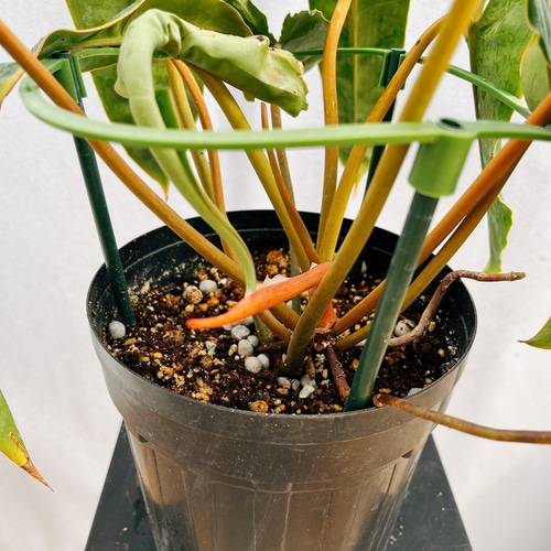 超希少・特大葉45cm！】タイ直輸入 フィロデンドロン ビレッティア