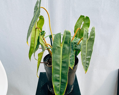 現品］【希少】01 フィロデンドロン ビレッティア 6号 観葉植物 室内