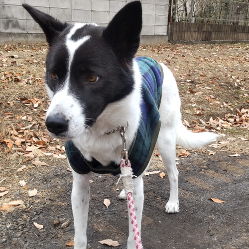 フリースタンクトップ 【中型・大型犬向け】 ペット服