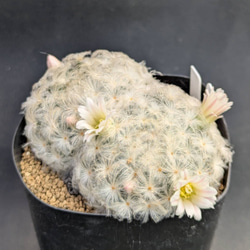 リメ缶・リメイク缶☆VWカー四角缶 1個（リメ缶・リメ鉢） 多肉植物