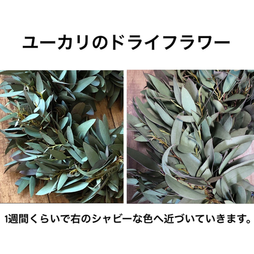 専用ページ☆ユーカリとアネモネのフライングリース　ドライフラワーリース ユーカリのフライングリース》ドライフラワー/プレゼント/新築