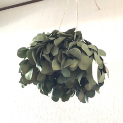 ユーカリ フライングリース 30cm ＊ ユーカリポポラス リース ドライ