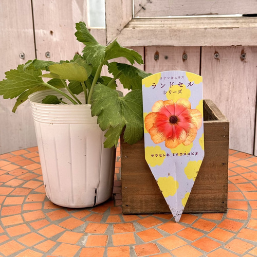 ラナンキュラス ラックス「ランドセルシリーズ」 花苗 花 苗