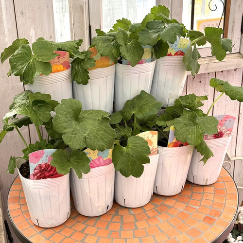 ラナンキュラス ラックス「ランドセルシリーズ」 花苗 花 苗 ラナンキュラス ラックス「ランドセルシリーズ」 花苗 花 苗