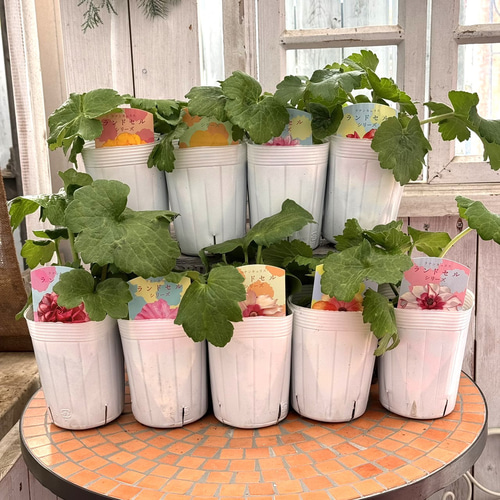 ラナンキュラス ラックス「ランドセルシリーズ」 花苗 花 苗