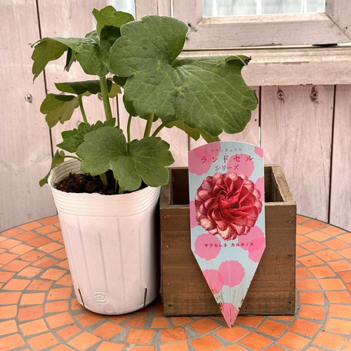 ラナンキュラス ラックス「ランドセルシリーズ」 花苗 花 苗