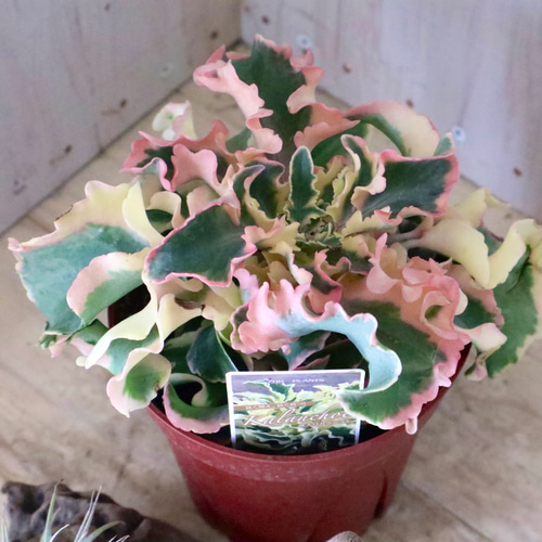 希少♡斑入り♡カランコエ♡ラキニアータ♡鉢ごと♡ モバイル