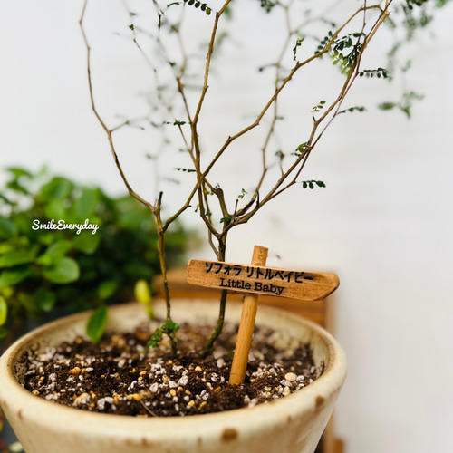 木製 プランターネームプレート レザー 文字入れ 観葉植物 その他