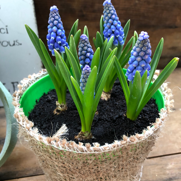 ムスカリ♡毎年咲きます♡可愛い♡球根♡ガーデニング♡ 5枚目の画像