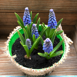 ムスカリ♡毎年咲きます♡可愛い♡球根♡ガーデニング♡ 2枚目の画像