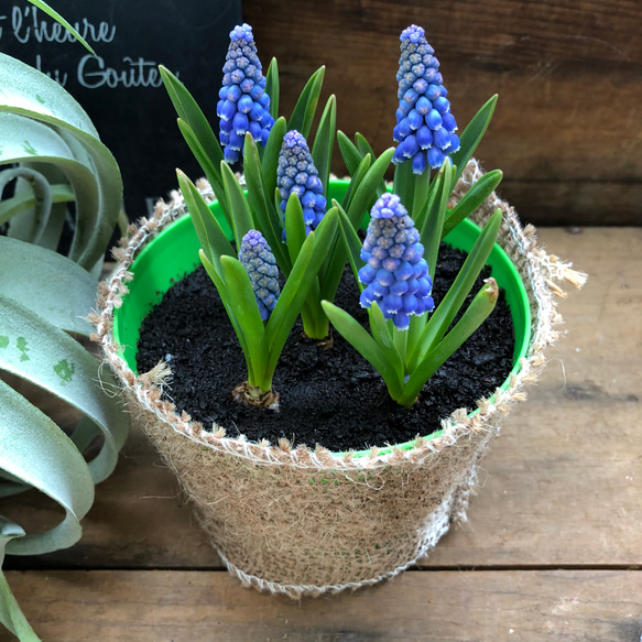 ムスカリ♡毎年咲きます♡可愛い♡球根♡ガーデニング♡ 1枚目の画像