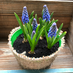 ムスカリ♡毎年咲きます♡可愛い♡球根♡ガーデニング♡ 4枚目の画像