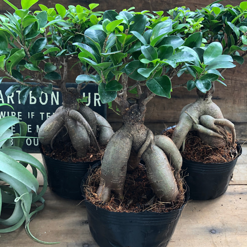 大サイズ ガジュマル♡6.5号立派♡精霊が宿る木♡観葉植物♡インテリア