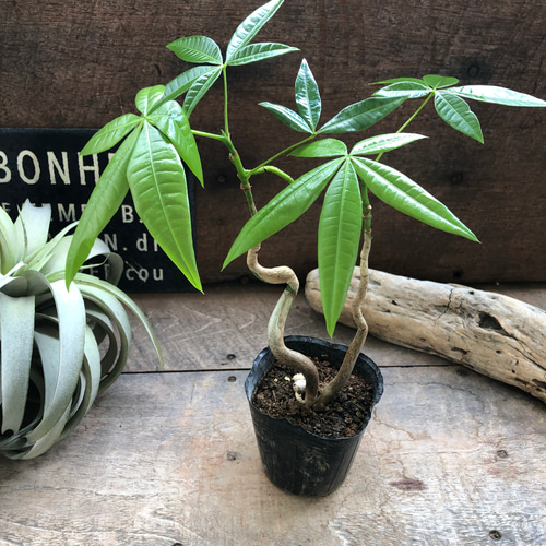 パキラ（実生曲がり） 超絶希少 パキラムーンライト 実生 幹太曲がり