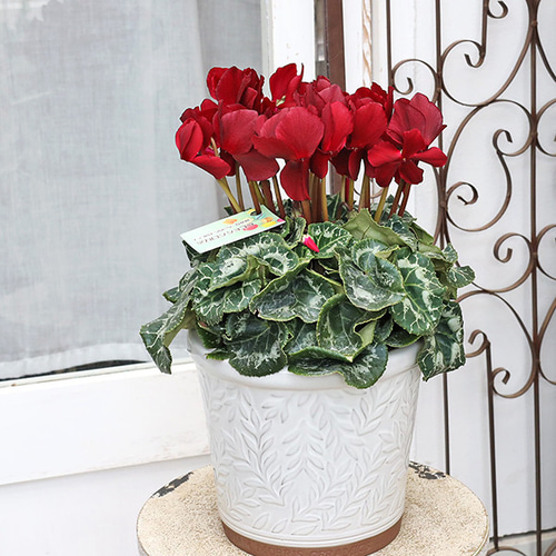 現品販売 鉢花 シクラメン マカロンショコラ 5号 シック ダークレッド