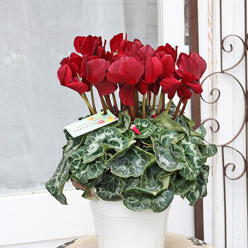 現品販売 鉢花 シクラメン マカロンショコラ 5号 シック ダークレッド