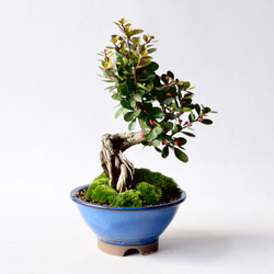 ハリツルマサキ（ハートの実の木） no.47 盆栽 盆栽 盆栽やす 通販