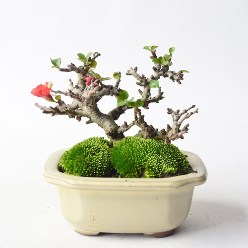 年に何度も開花】赤花長寿梅 no.56 盆栽 盆栽 盆栽やす 通販 18663587
