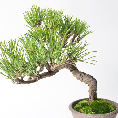 黒松 no.67 盆栽 盆栽 盆栽やす 通販 18663712｜Creema(クリーマ)