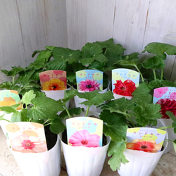 希少♡ユッカ♡ロストラータ♡ブルーベルベット♡1鉢♡ アート