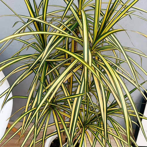 ［現品］19番　ドラセナ　コンシンネ　マジェンタ　観葉植物　室内　大型　8号 現品］19番 ドラセナ コンシンネ マジェンタ 観葉植物 室内 大型 8号