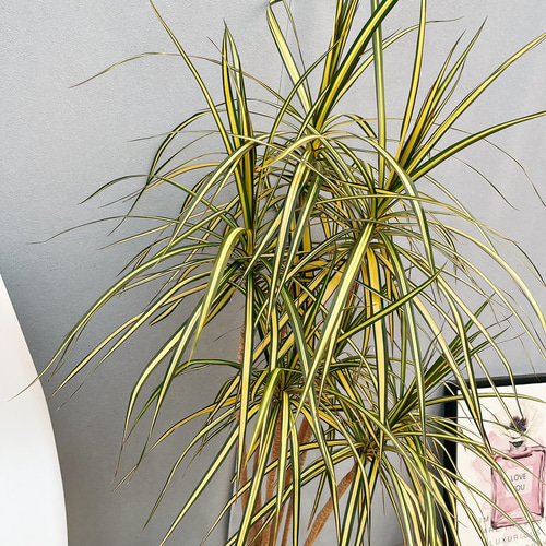 現品］【希少】19番 ドラセナ コンシンネ マジナータゴールド 8号 観葉