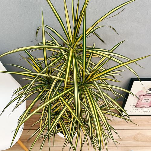 ［現品］19番　ドラセナ　コンシンネ　マジェンタ　観葉植物　室内　大型　8号 現品］【希少】19番 ドラセナ コンシンネ マジナータゴールド 8号 観葉