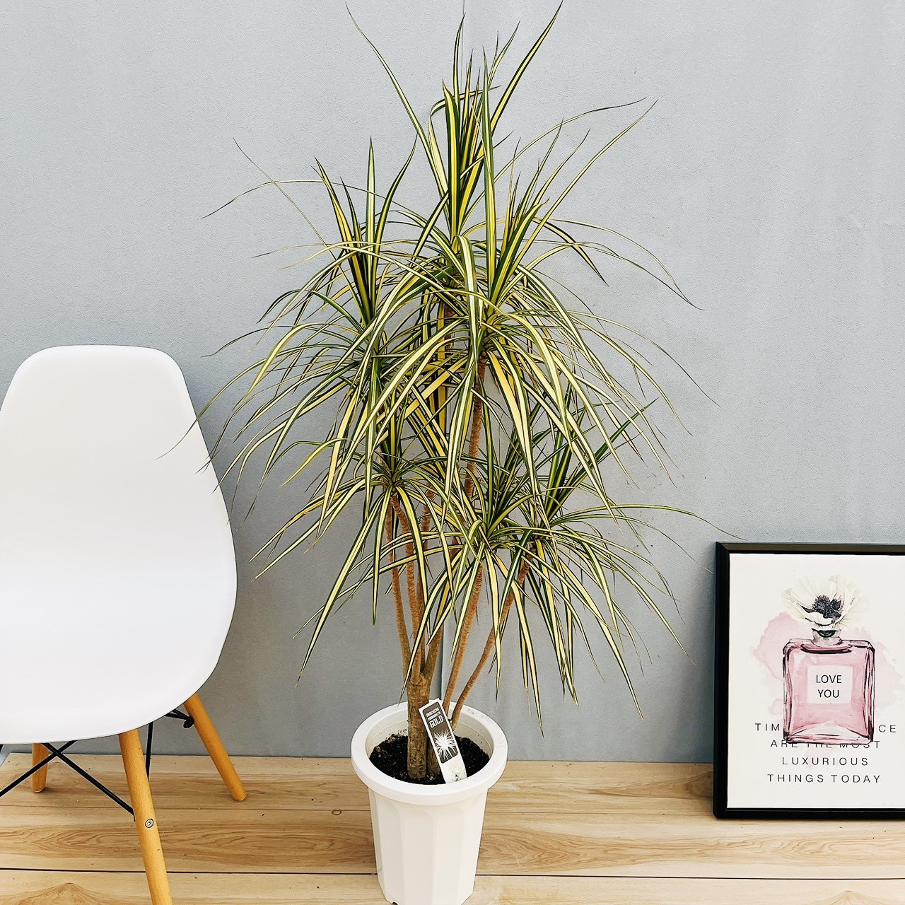 ［現品］【希少】14番　ドラセナコンシンネ　マジナータゴールド　観葉植物　レア 現品］【希少】かっこいい！ 4番 ドラセナ コンシンネ マジナータ